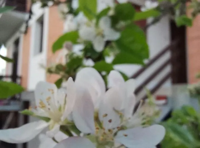 Nyaraló Srdica Kuca